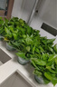 雙盟綠蘿盆栽除甲醛花卉綠植辦公室新房?jī)艋諝?120款10盆源頭直發(fā) 曬單實(shí)拍圖