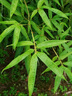 爺爺?shù)霓r(nóng)場香軟胚芽營養(yǎng)低筋粉500g 兒童小麥面粉蛋糕松餅烘焙寶寶食譜 曬單實拍圖