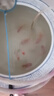 精品金魚觀賞魚養(yǎng)不死自來水鴻運當(dāng)頭好養(yǎng)耐活魚冷水淡水魚風(fēng)水魚 精品金魚組合顏色隨機 5-7厘米5條 曬單實拍圖