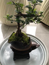 【清香木盆景】飄枝老樁花卉好養(yǎng)綠植盆栽茶桌高檔年貨帶花盆底座 酒壺盆清香木15-20+底座+小沙彌 曬單實(shí)拍圖