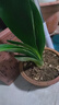 特價大盆君子蘭盆栽名貴國寶級花卉苗綠植物圓頭和尚室內四季好養(yǎng) 01：【特惠款】5-8片葉子+帶土 送肥料【不含盆】 曬單實拍圖
