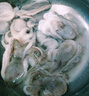 鴻順八爪魚1斤裝 去牙鮮活速凍小章魚 火鍋食材 生鮮凍品 曬單實拍圖