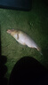 漢鼎一號(hào)6代綜合竿大物28 19調(diào)鰱鳙竿鯽魚手桿綜合野釣臺(tái)釣竿六代魚竿 6.3m 六代【綜合泛用，鯽鯉兼釣】 曬單實(shí)拍圖