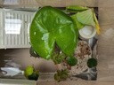 Barbarous Growth生態(tài)烏龜缸造景全套客廳家用曬臺養(yǎng)龜專用飼養(yǎng)箱 三合一大號套裝 曬單實拍圖