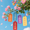 易簡(jiǎn)（yijan）嬰兒理發(fā)器自動(dòng)吸發(fā)兒童理發(fā)器寶寶剃頭器新生兒剪發(fā)電推子X18白 曬單實(shí)拍圖