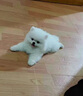 麥盯優(yōu)寵純種博美幼犬俊介茶杯犬活體寵物狗袖珍博美小型犬博美白色長(cháng)不大 寵物級 曬單實(shí)拍圖
