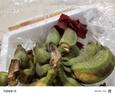 春福樂(lè ) 廣西小米蕉香蕉【源頭直發(fā)】10水果整斤小香蕉粉蕉自然熟蘋(píng)果蕉 精選5斤【稀缺核心產(chǎn)區】?jì)?.5斤 曬單實(shí)拍圖