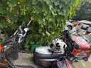 kyt摩托車(chē)頭盔原裝進(jìn)口全盔男夏四季機車(chē)賽道安全帽女騎行大尾翼防霧 熊貓&豹車(chē)隊聯(lián)名【新】順豐上門(mén) M 曬單實(shí)拍圖