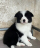 寵六福純種邊牧幼犬隕石邊境牧羊犬寵物狗狗活體小狗活物幼崽 寵物級 公 曬單實(shí)拍圖