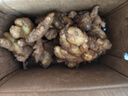 產(chǎn)地直發(fā)云南小黃姜新鮮生姜黃姜調(diào)味料新鮮蔬菜生鮮 3斤 裝 曬單實(shí)拍圖