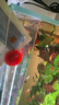 森森（SUNSUN）水晶超白玻璃魚缸家用客廳大中小型裸缸長方形水草生態(tài)溪流缸 （送貨到家）森森超白60*40*40cm 厚8mm 曬單實拍圖