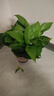 綠有意綠蘿盆栽室內(nèi)植物花卉綠植水培長藤垂吊大葉綠籮新房家用吸除甲醛 120原盆儲水綠蘿10盆+壺+10肥 帶盆帶土發(fā)貨 曬單實(shí)拍圖