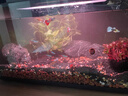 米家小米智能魚(yú)缸 半年免換水專(zhuān)業(yè)級背濾系統 APP定時(shí)喂食水族箱 米家智能魚(yú)缸 曬單實(shí)拍圖