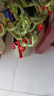 【帶根富貴竹轉(zhuǎn)運(yùn)竹龍竹】招財(cái)水培植物客廳彎竹開運(yùn)竹子盆栽花卉 50-55cm轉(zhuǎn)運(yùn)竹--10支送5燈籠 曬單實(shí)拍圖