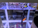 技研精工（JIYJNJINGGONG）魚(yú)缸客廳小型家用帶增氧桌面超白玻璃過(guò)濾免換水生態(tài)懶人魚(yú)缸240 曬單實(shí)拍圖