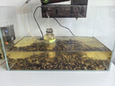 YEE魚缸金晶超白金魚裸缸8060家用客廳桌面小草缸龜缸玻璃生態(tài)溪流缸 【送上樓】50*27*30*5mm裸缸【新手愛選】 曬單實拍圖