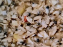 獐子島 蜆子肉1斤 去殼去沙蛤蜊肉花甲肉 生鮮海鮮水產(chǎn)貝類火鍋燒烤食材 曬單實(shí)拍圖