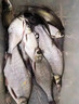 其他家鳊魚(yú)專(zhuān)用餌主攻鳊魚(yú)黑坑野釣鳊魚(yú)扁魚(yú)武昌魚(yú)餌料散炮小藥爆護餌料 1袋裝 【爆護餌料】 曬單實(shí)拍圖