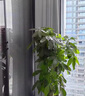 芙洛拉花園【兩小時達】發(fā)財樹大型綠植物盆栽室內(nèi)好養(yǎng)落地客廳開業(yè)喬遷送禮 步步高發(fā)財樹 曬單實拍圖