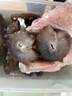 觀島 半干海參鹽漬海參拉缸鹽大連底播深海長?？h遼刺參家庭樂享裝 40頭左右/500g 曬單實(shí)拍圖
