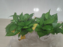 雙盟 綠蘿盆栽除甲醛花卉綠植辦公室新房凈化空氣110款10盆裝源頭直發(fā) 曬單實拍圖