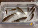 臻佑（Grsaed）兒童魚(yú)竿套裝小孩初學(xué)專(zhuān)用釣魚(yú)竿釣蝦釣蟹小物竿1.8m小萌兔粉 曬單實(shí)拍圖