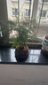 開時(shí)果 文竹盆栽桌面擺件盆景 辦公室植物竹子水培綠植盆景源頭直發(fā)包郵 【熱銷款】舍得紫砂盆+苔蘚+底座 曬單實(shí)拍圖