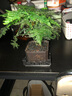 佰花錦文竹桌面盆栽新中式綠植辦公室客廳盆景茶臺臥室好養綠植花卉植物 【送方底座】文竹+pvc舍得盆+黑沙石鋪面 20-30cm 曬單實(shí)拍圖