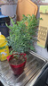 羨尤蕓隆鼎蕓香草蕓香草臭草植物盆栽室外陽(yáng)臺(tái)菜園四季花苗臭艾驅(qū)蚊草定 蕓香小盆 帶盆栽好 曬單實(shí)拍圖
