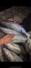 魚(yú)誘土鯪魚(yú)餌料腥香型廣東土鯪最?lèi)?ài)魚(yú)餌窩料江河湖泊野釣魚(yú)餌通殺飼料 2包餌料1000克+送1瓶小藥100毫升 曬單實(shí)拍圖