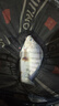 沃爾森（WARSUN）夜釣頭燈釣魚專用感應(yīng)帽夾燈強光超亮充電頭戴夾帽超長續(xù)航 黑色加強版/1450Mah/鴨舌帽 曬單實拍圖