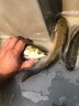 螺絲青魚苗特大型黑鯇草魚苗批發(fā)活小魚好養(yǎng)耐活半斤螺絲青魚魚苗 5條20-25厘米青魚苗 成活率高 曬單實(shí)拍圖