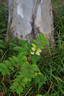 索尼（SONY）【保價11.11】FE 24-70mm F2.8 GM II 全畫幅標準變焦 G大師鏡頭(SEL2470GM2) 曬單實拍圖