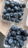 鮮級佳遼寧丹東藍莓王【多地次日達】新鮮孕婦L25花香藍莓禮盒怡顆藍莓 4盒【100g/盒】品質(zhì)升級-精品果 脆甜可口 品質(zhì)中果【單果12-14mm+】 曬單實(shí)拍圖