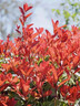 紅葉石楠樹苗 火焰紅 籬笆苗圍墻綠籬植物庭院園林綠化苗四季常青 50棵地栽苗；高30-40厘米(保濕發(fā)貨) 40cm(含)-50cm(不含) 曬單實(shí)拍圖