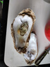 百鮮洽乳山生蠔鮮活特大牡蠣帶殼生吃海蠣子新鮮海鮮水產(chǎn)貝類(lèi)聚會(huì )燒烤 【巨大號】6XL 帶箱10斤（8-16只） 曬單實(shí)拍圖
