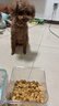 WEYES凍干7拼混合桶500g寵物貓狗零食凍干雞肉雞胸肉鴨肉粒營(yíng)養發(fā)腮 曬單實(shí)拍圖
