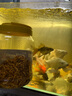 SICCE 南極磷蝦干3L約300g  金龍紅龍銀龍鸚鵡魚(yú)食巴西龜飼料魚(yú)糧 曬單實(shí)拍圖