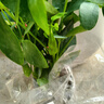 四季常青八方來(lái)財鴨腳木室內陽(yáng)臺桌面綠植大型盆栽花卉綠蘿發(fā)財樹(shù) 八方來(lái)財【15-25cm]】4顆+原盆原土+肥料 曬單實(shí)拍圖