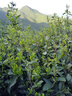 靜益樂源 陜西嘎啦蘋果 頭茬新果水晶嘎啦蘋果 帶箱約9.5斤果徑65-75mm 曬單實拍圖