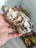 乳山牡蠣 鮮活乳山生蠔2XL 凈重3斤 9-12只 生鮮海鮮 源頭直發(fā) 中秋聚餐 曬單實(shí)拍圖