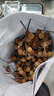【新鮮上市】正宗攀枝花凱特芒果新鮮水果 帶箱2斤400g+（1-2個(gè)） 曬單實(shí)拍圖