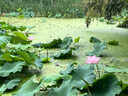 一號農場(chǎng)開(kāi)袋即食意式風(fēng)情沙拉150g*3混合蔬菜沙拉包輕食健身代餐源頭直發(fā) 曬單實(shí)拍圖