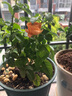 果汁陽臺月季花苗四季開花卉盆栽綠植物室內(nèi)花易活玫瑰帶花苞庭院 果汁陽臺【大花濃香，月月開分枝多】 【帶花苞】【盆口徑15cm】原盆冠25高35 曬單實拍圖