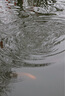 佳能（Canon）EOS 100D 200D 200d二代 人像拍照風(fēng)光攝影數(shù)碼照相機(jī)二手單反相機(jī) 佳能200D黑色 18-55mm STM #套餐二【60%用戶選擇 下單免費(fèi)升級套餐三】 99成新 曬單實(shí)拍圖