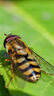 騰龍（Tamron）F072S 90mm F2.8 Di III MACRO VXD定焦微距鏡頭 人像昆蟲花草口腔 全畫幅微單鏡頭(索尼全幅E口) 曬單實拍圖