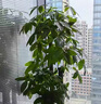 芙洛拉花園【兩小時達】發(fā)財樹大型綠植物盆栽室內(nèi)好養(yǎng)落地客廳開業(yè)喬遷送禮 步步高發(fā)財樹 曬單實拍圖