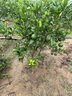 傾潤新品種青皮蜜桔苗 日南一號桔苗早熟青柑橘苗 嫁接無(wú)核蜜桔子樹(shù)苗 8年苗當年結果豐產(chǎn) 111cm(含)-140cm(含) 曬單實(shí)拍圖