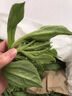 冰菜新鮮冰菜冰草即食沙拉冰葉沙拉菜火鍋食材涼拌蔬菜順豐包郵 1斤 曬單實(shí)拍圖