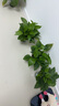 雙盟綠蘿盆栽除甲醛花卉綠植辦公室新房凈化空氣 120款10盆源頭直發(fā) 曬單實拍圖